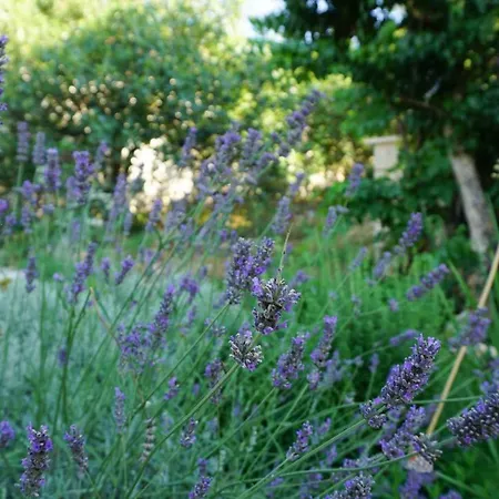 公寓 斯盖别墅 *